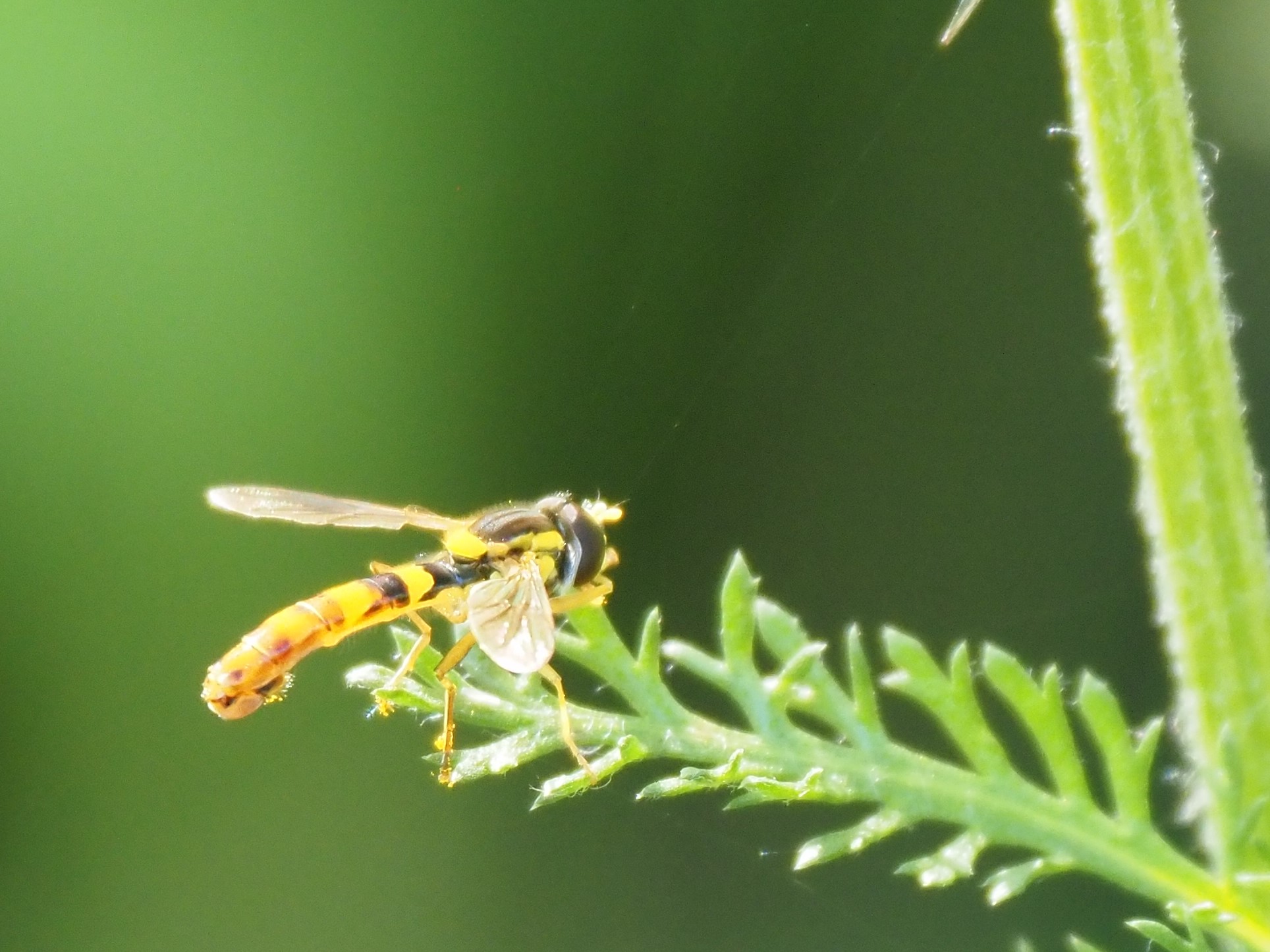  la avispa asesina